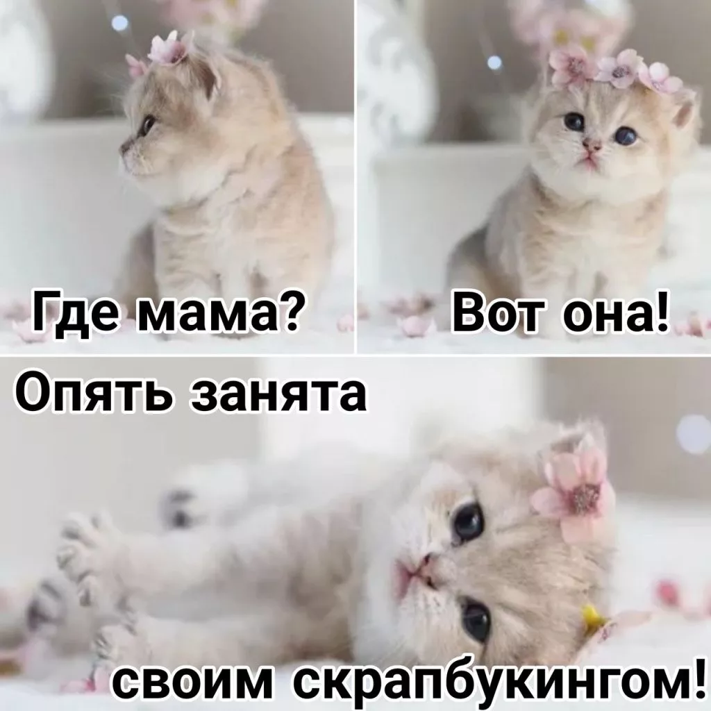 FavOBEuHHAk.jpg FavOBEuHHAk.jpg