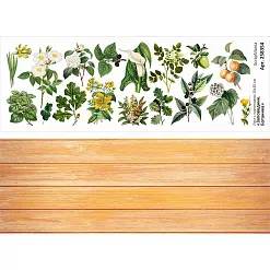 Лист с картинками 10х30 см "Заповедник. Ботаника" (ScrapMania)