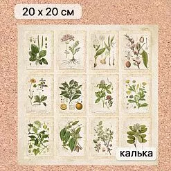 Калька 20х20 см "Заповедник 19", плотность 110 гр/м2 (ScrapMania)