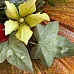 Штамп "Плющ" (AgiArt) Штамп "Плющ" (AgiArt)