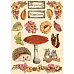 Набор деревянных украшений "Woodland", 16 шт (Stamperia)