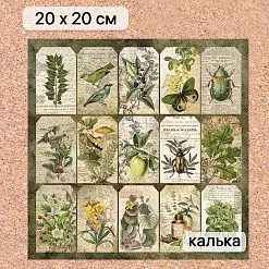 Калька 20х20 см "Заповедник 23", плотность 110 гр/м2 (ScrapMania)